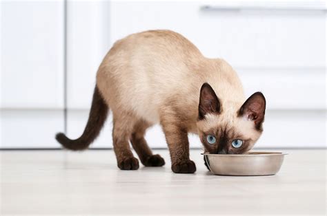 cat food for siamese cats|siamese cat food diet.